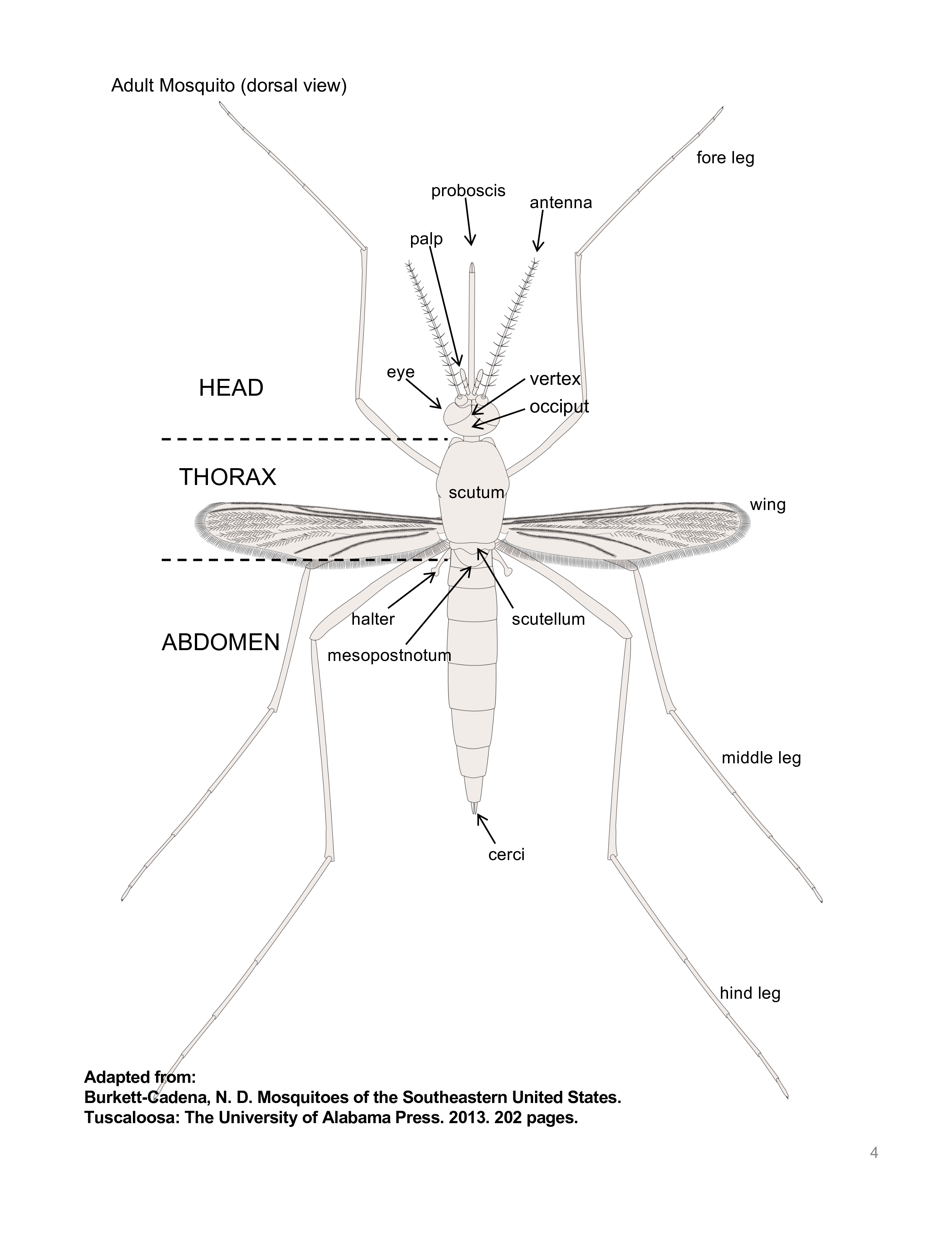 Dorsal view of adult Anopheles mosquito