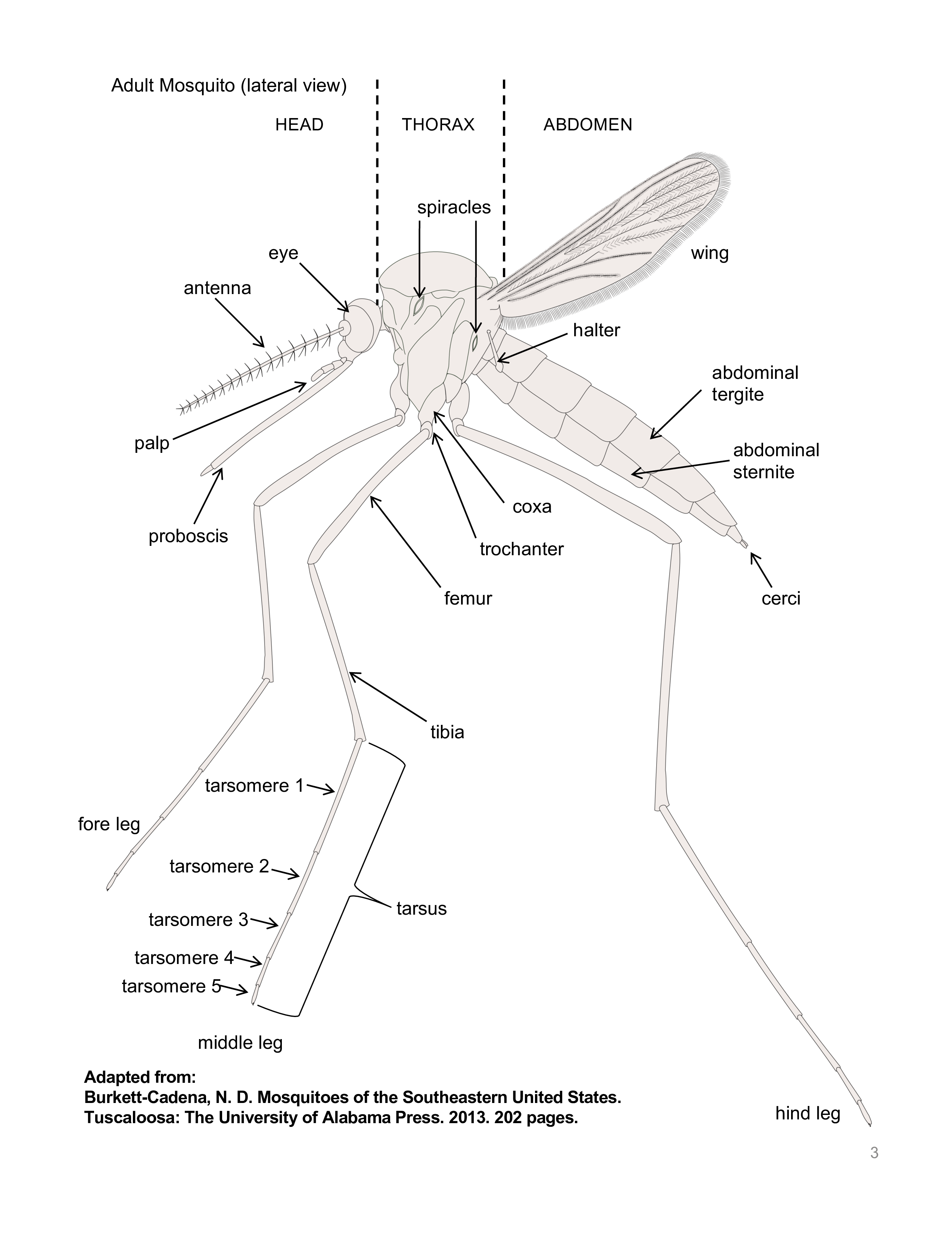 Lateral view of adult Anopheles mosquito